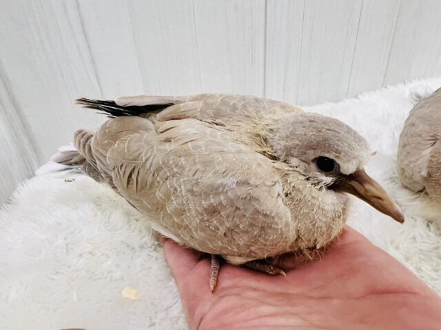 もっち〜りワキワキ♡ジュズカケバトの雛入舎しました☆ ジュズカケバト