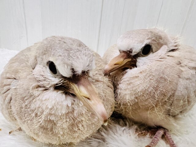 もっち〜りﾜｷﾜｷ♡ジュズカケバトの雛入舎しました☆