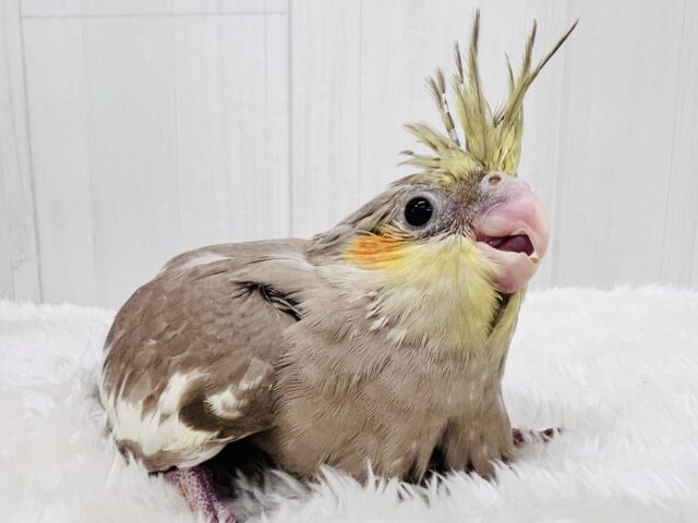 オカメインコ