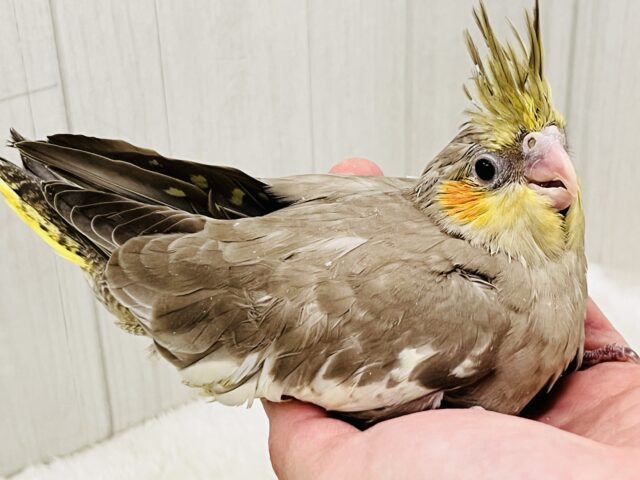 オカメインコ