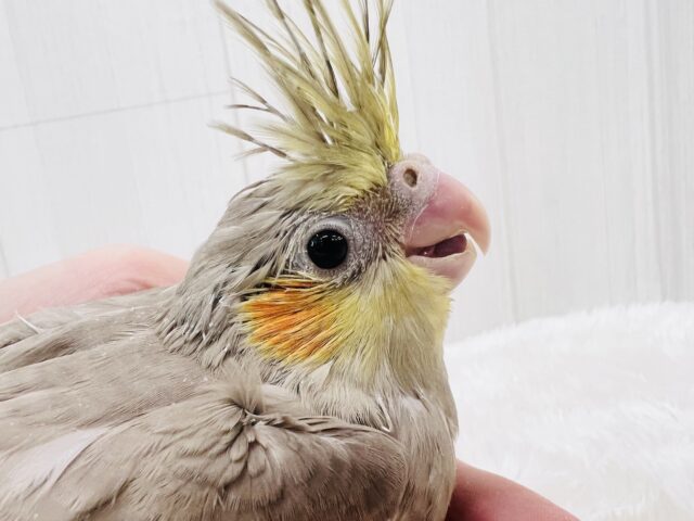 オカメインコ
