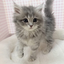 あどけないサイベリアンちゃん☺️