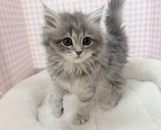 あどけないサイベリアンちゃん☺️