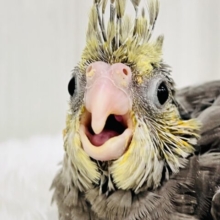 つくつく〜♡これから素敵に育つんだ！オカメインコのノーマルカラー🩶