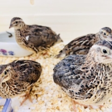 育ってきたよ☆並うずらの女子〜ズ❤️