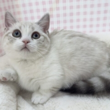 真っ白で短足なマンチカンちゃん！