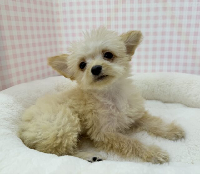 最新📷羊のようなチワプーの男の子！