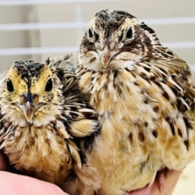 もっとイケイケになるぞ！並うずらの男子〜ズ💙