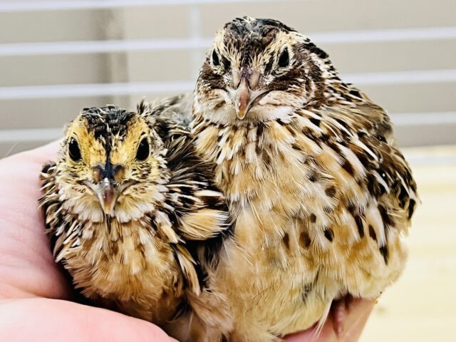 イケイケに雄叫び！並うずらの男子〜ズ💙