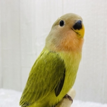 最新画像有ります❗️💚濃いめ抹茶いただきます🍵幼さ溢れる💕コザクラインコ（オパーリンオリーブ）🫒