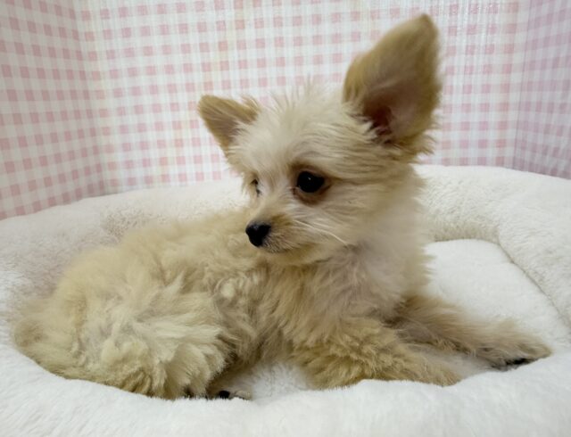 最新📷羊のようなチワプーの男の子! チワプー