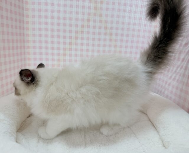 最新📷美人すぎます!ラグドール様! ラグドール