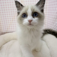 最新📷美人すぎます！ラグドール様！