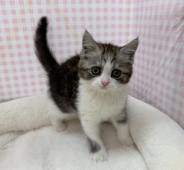 ブリティッシュショートヘア