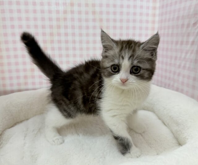 ブリティッシュショートヘア