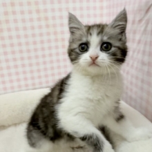 ハチワレのブリティッシュちゃん😍