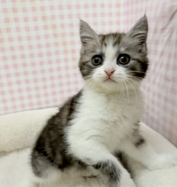 ハチワレのブリティッシュちゃん😍