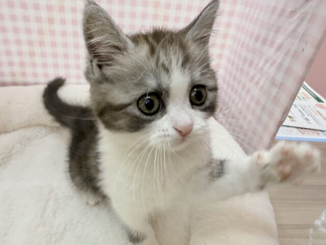 ブリティッシュショートヘア