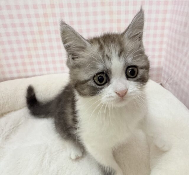 ブリティッシュショートヘア