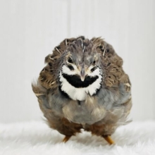 ｼｬｯｷｰﾝ✨見て見て！カッコいいでしょ♡ヒメウズラの男の子★