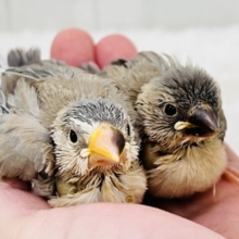 贅沢〜♡元気いっぱい！パステル文鳥の雛入舎しました！