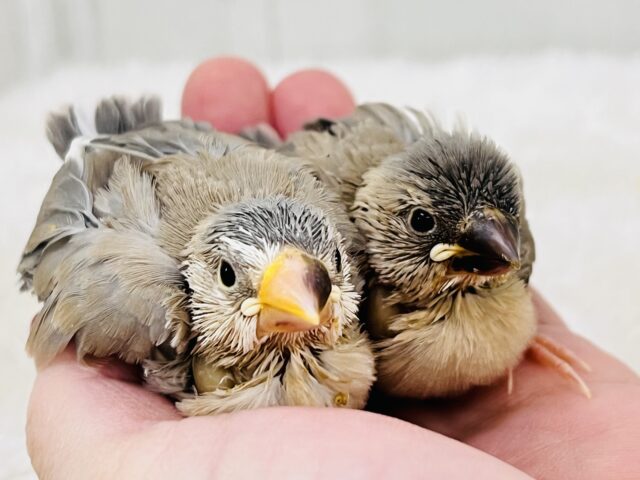 贅沢〜♡元気いっぱい！パステル文鳥の雛入舎しました！