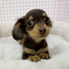 最新📷可愛すぎる！！チワックスの女の子来ましたー💖