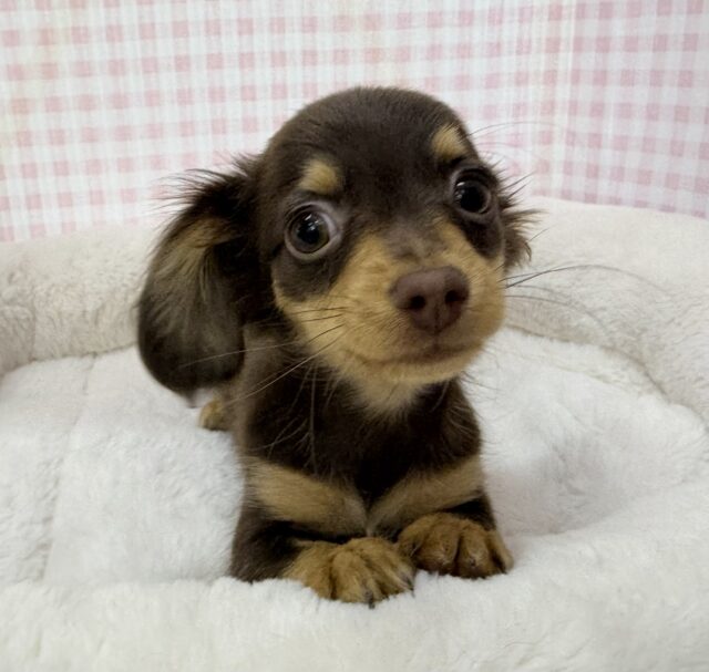 最新📷可愛すぎる!!チワックスの女の子来ましたー💖 チワックス