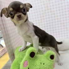 最新📷兄妹で来ました！スムースチワワくん❣️