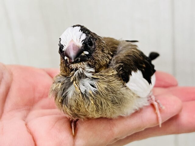 十姉妹（ジュウシマツ）