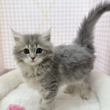 最新📷あどけないサイベリアンちゃん☺️