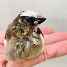 ぬべーっと白ベレー帽🧢十姉妹の雛だよ♡