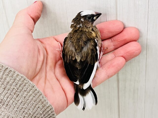 十姉妹（ジュウシマツ）