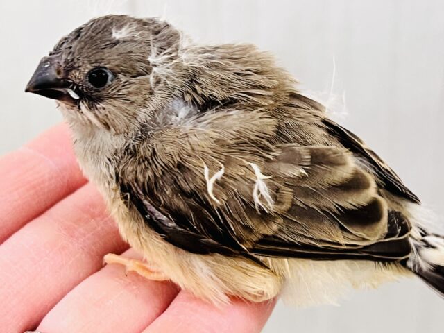 錦花鳥（キンカチョウ）