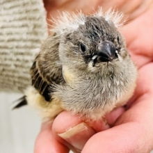 ﾊﾟﾁﾊﾟﾁ✨弾ける線香花火🎆キンカ鳥の雛だよ☆