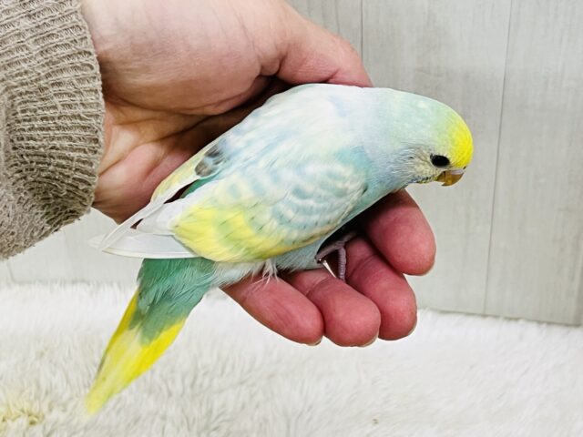 セキセイインコ