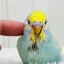 ぽつっとホクロちゃん🖤セキセイインコのパステルレインボースパングル🌈