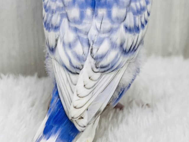 キラッキラ✨お見事な青空模様が美しい~🩵セキセイインコのブルースパングル‼︎ セキセイインコ
