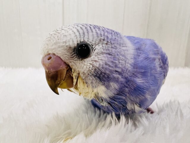 キラッキラ✨お見事な青空模様が美しい~🩵セキセイインコのブルースパングル‼︎ セキセイインコ