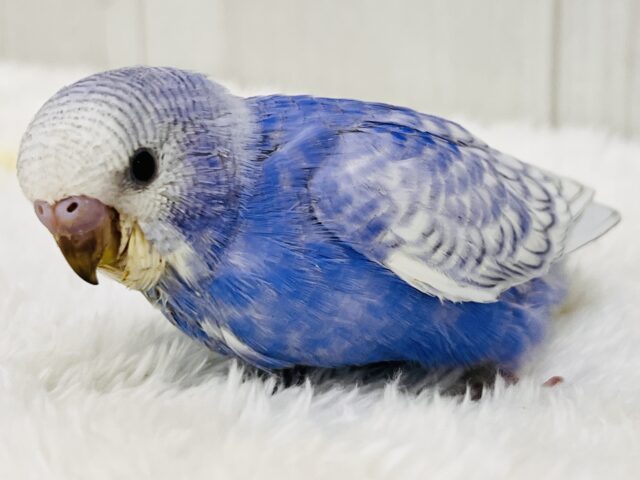 キラッキラ✨お見事な青空模様が美しい~🩵セキセイインコのブルースパングル‼︎ セキセイインコ