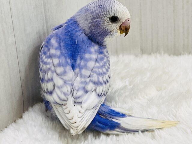 キラッキラ✨お見事な青空模様が美しい~🩵セキセイインコのブルースパングル‼︎ キラッキラ✨お見事な青空模様が美しい~🩵セキセイインコのブルースパングル‼︎