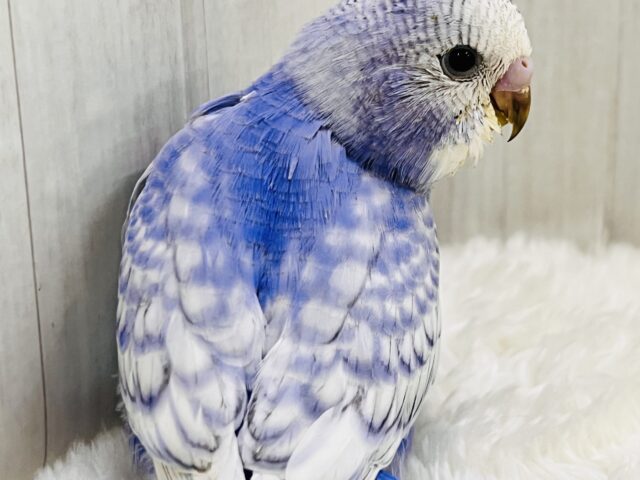 キラッキラ✨お見事な青空模様が美しい~🩵セキセイインコのブルースパングル‼︎ セキセイインコ