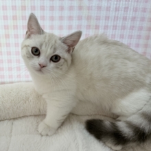 最新📷真っ白で短足なマンチカンちゃん！