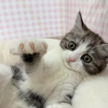 最新📷ハチワレのブリティッシュちゃん😍