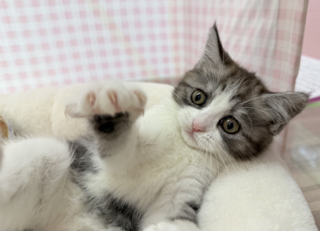 最新📷ハチワレのブリティッシュちゃん😍