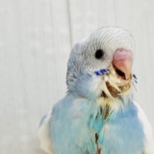 さっぱりｼｭﾜﾜﾜ🥂ソーダフロート🍨セキセイインコのブルーパイド🩵