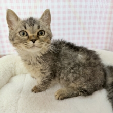 最新📷激甘々！ラムキンちゃん！