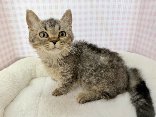 最新📷激甘々！ラムキンちゃん！