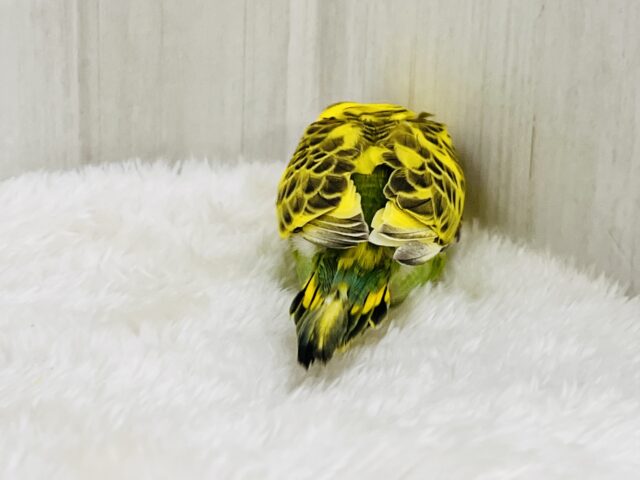 セキセイインコ