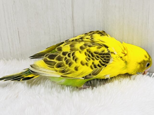 セキセイインコ